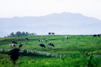 Denmark and Indonesia strengthen feed controls for dairy sector