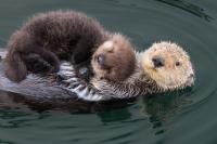 These incredibly beautiful mother-and-baby animal photos have a heartbreaking story behind them 