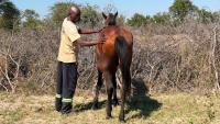 They told us there were crocodiles in there! Meet the horse who was grabbed by a croc – and made a full recovery