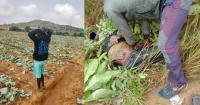 Exclusive: Fulani Roadside Ambushes and Farm Destruction Continue Amid Nigeria’s Christian Persecution