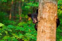 This year’s Florida bear hunt will allow hunters to kill more bears