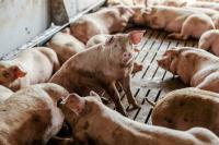 How North Carolina wasted the chance to fix hog pollution