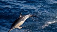 Australia Confirms Its First Known Bird Flu Death in a Dolphin
