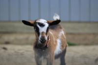 Maine Goat Tying Takes Skill and a More Cooperative Goat