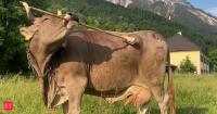 This cow in Austria learned to use sticks as a scratching tool. Scientists say it changes what we know about cattle