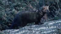 Police say fisher attack reported in Lebanon, New Hampshire