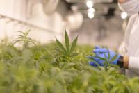 How cannabis legalization affects substance use