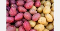Egyptian sweet potato exports reach 14,000 tons in one week