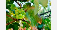 Moldova detects grapevine flavescence dorée phytoplasma in vineyards