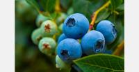 Peruvian blueberry grower opens new 70-ton packing facility
