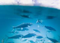 Commission approves €4.5 million German State aid for fishing and aquaculture companies facing increased fuel prices