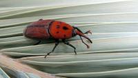 The invasive insect quietly destroying Spain’s palm trees from within