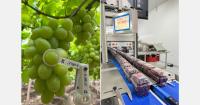 The EU–Mercosur agreement offers an opportunity for Brazilian grapes