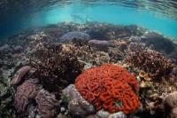 Scientists in Palau turn picnic coolers into coral incubators to save reefs