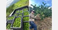 Fires in Tolima and Huila are reducing the supply of Colombian lime, putting pressure on the local market