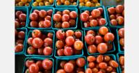 Moroccan imports put pressure on Spanish cherry tomato growers