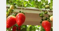 Huelva's berry sector weathers a difficult season with mixed results across crops