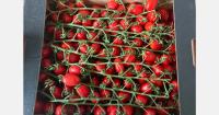 Premium Italian tomatoes make Singapore debut