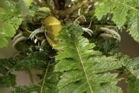 August research highlights: Nectar robbing, anxious attachment styles, persnickety plasma, more