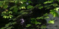 Missouri bus grant program helps schools and non-profits visit state parks