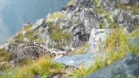 Snow leopard family caught on camera in East Kazakhstan