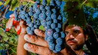 Are Hybrid Grapes the Future of American Wine?