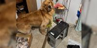 Meet Scooby: S.C. K9 helps find hidden technology to protect kids