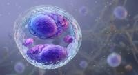 Cyclospora Outbreak Update as Trump Admin Reportedly Cuts Parasite Research