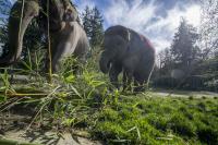 Oregon Zoo makes history with experimental vaccine for calf Tula-Tu