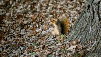 It's shaping up to be a mast year for acorns in Wisconsin