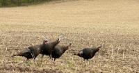 Sheriff’s Deputy Faces 4 Felony Charges in Wisconsin Youth Turkey-Hunt Shooting