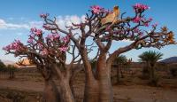 Yemen's bottle tree stores water, blooms bright pink, and carries heart-disrupting toxins