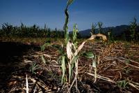 El Niño drives mass crop failures, food crisis in Central America, Oxfam warns