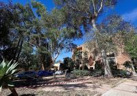 Malaga launches emergency tree inspection as number of falling branches surges