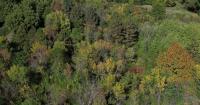 Minnesota DNR urges residents to water trees during continued drought