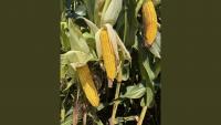 Iowa crops continue to advance as harvest nears