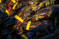 Lobsters remain plentiful in Maine, but outside forces cast uncertainty on industry