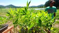 House expected to vote on funding bill, including delay of hemp restrictions