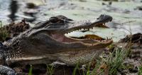 Georgia opens public comment period for first protected species update in 20 years