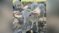 Central Missouri Humane Society seeks homes for 69 farm animals
