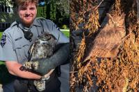 Wisconsin officer rescues injured owl from tree, gets it to raptor rehab