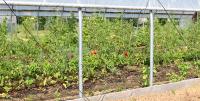 Local Food Should be Gubernatorial Issue