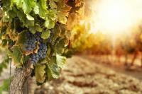 Climate crisis pushes French winemakers to bet on warmer future in Brittany and Normandy