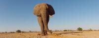 France’s trophy import ban slammed
