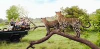 Atlas Adds $27,000 Safari Before Its Africa Cruises