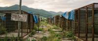 South Korea Dog Meat Ban: Full Enforcement in 2027