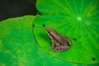 Ecuador Cloud Forest Reveals Four New Frogs, Three Critically Endangered