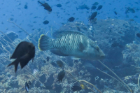 Only 22 Napoleon Fish Remain in Indonesia Protected Bay Ringed by Mining Permits
