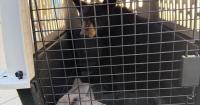 Idaho Fish and Game removes young black bear from a Pocatello neighborhood