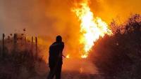 Algeria Seeks Death Penalty for Deliberate Forest Fires After 12 Deaths